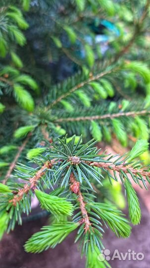 Ель сербская