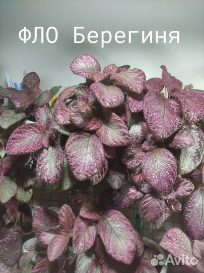 Эписции сортовые на срез