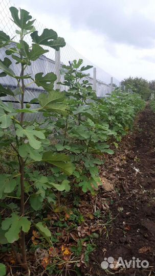 Саженцы инжира