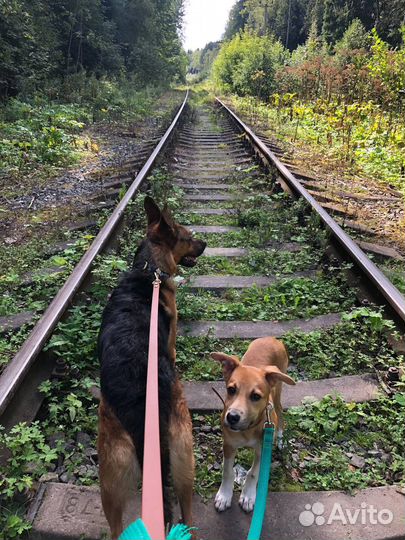 Собака щенок мальчик