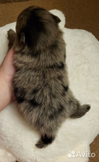 Померанский шпиц мини