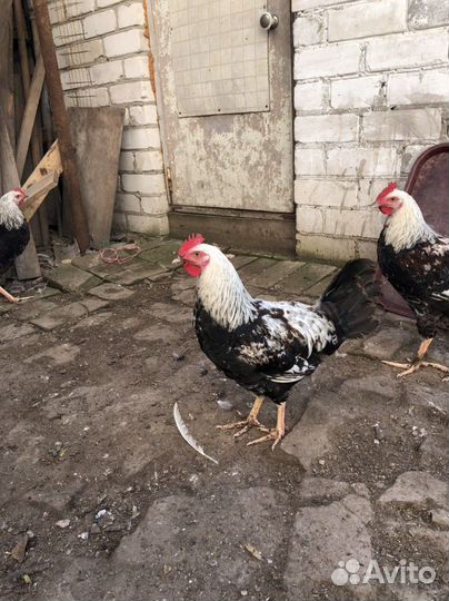 Петухи