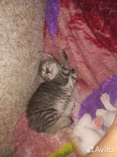 Отдам бесплатно