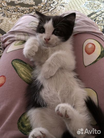 Котенок, девочка