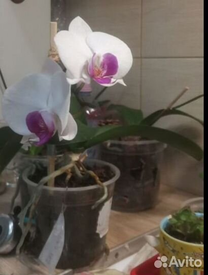 Орхидея фаленопсис