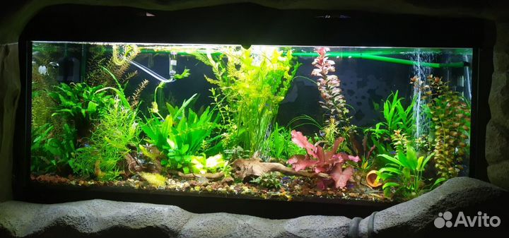 Аквариум