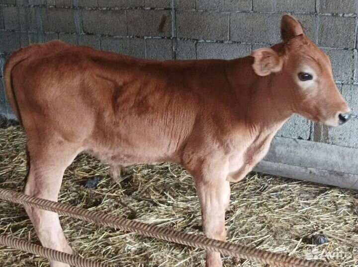 Телки один бычек