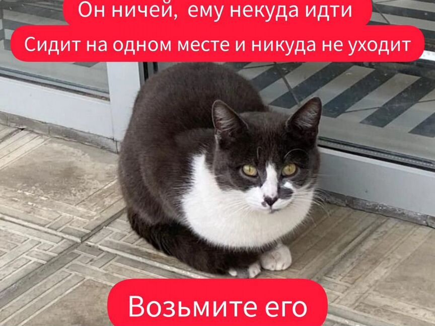 Котик в добрые руки