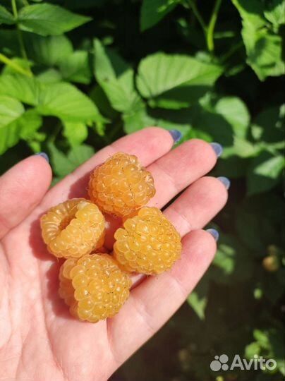 Саженцы жёлтой малины