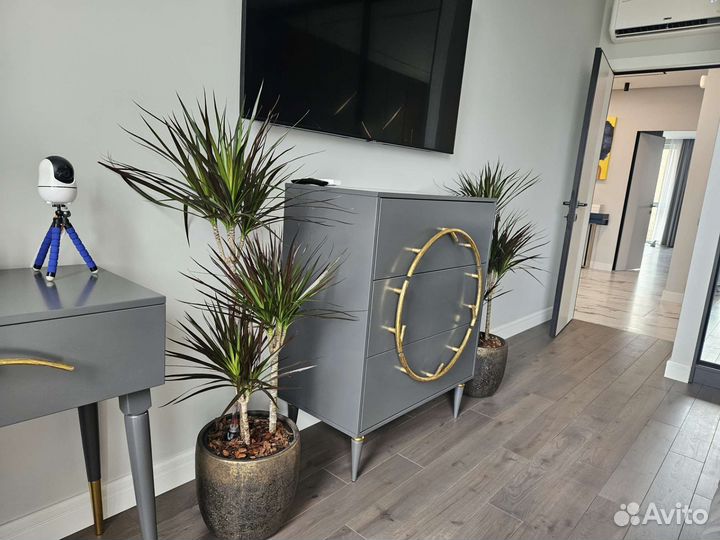 Растения для офиса / дома / ресторана