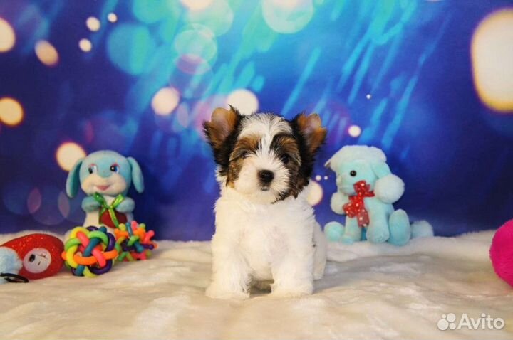 Бивер щенки документы