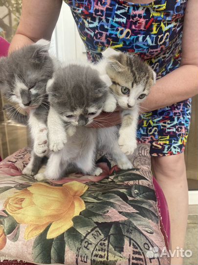 Кошка