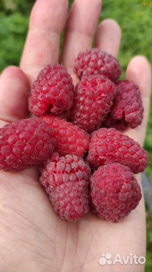 Ремонтантная малина