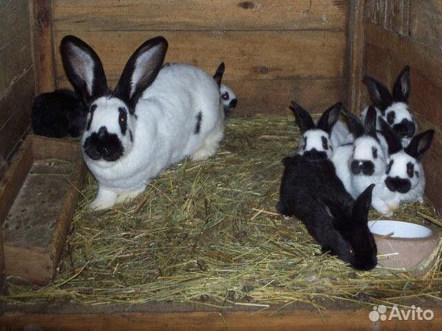 Нпв строкач, бронь