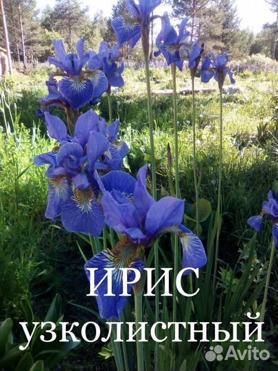 Многолетние цветы