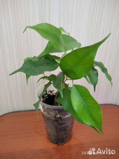 Комнатные цветы. Фикус бенджамина