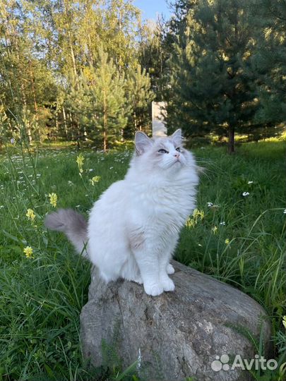 Невская маскарадная кошечка с документами