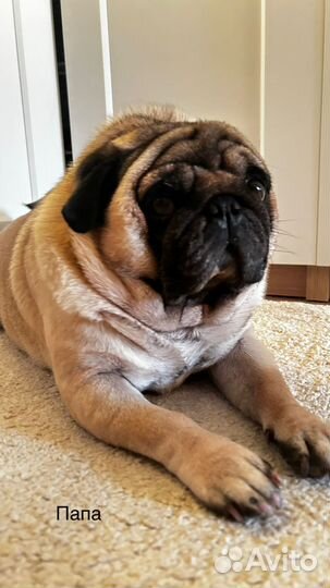 Щенки мопса