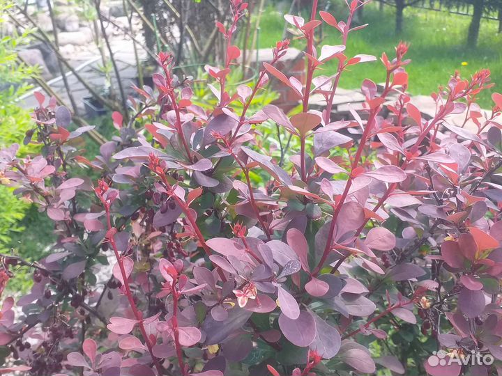 Барбарис тунберга