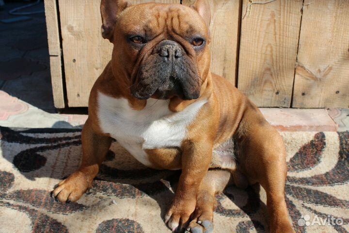 Кобели для вязок