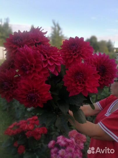 Шикарные георгины и гладиолусы на посадку