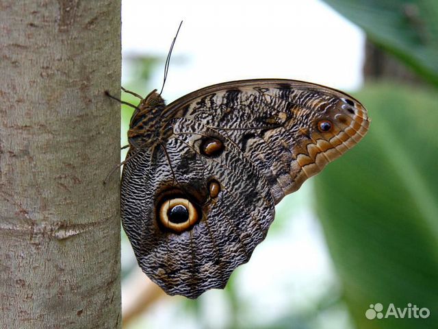 Живые тропические бабочки Тропический Рассвет