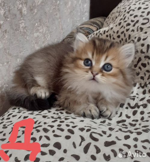 Британские котята золотая шиншилла