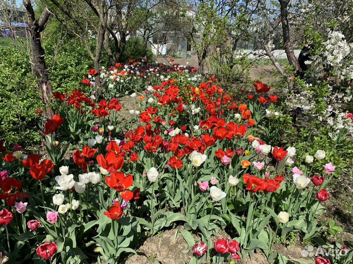 Луковицы тюльпанов