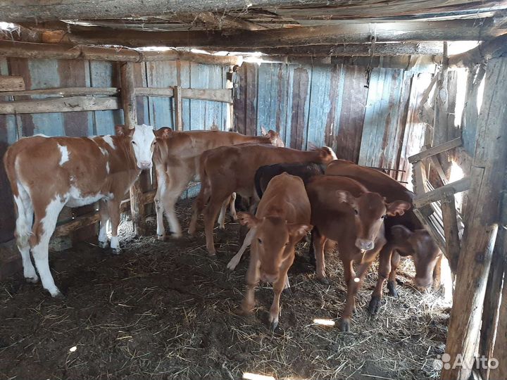 Продам быков