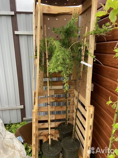 Лиственница Стиф Випер штамб 150 см,Пули 120 см