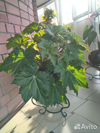 Цветок комнатный, домашний. Бегония