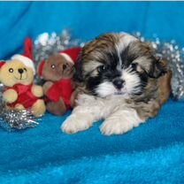 Русская цветная болонка, щенок