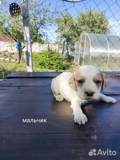 Русский спаниель