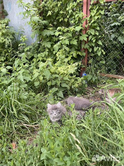 Котята бесплатно