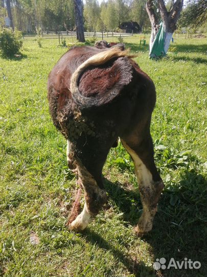 Бычок на мясо