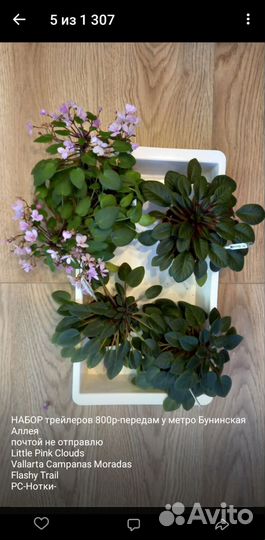 Сортовые фиалки наборы