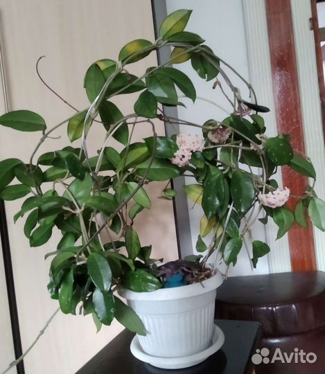 Хойя цветет