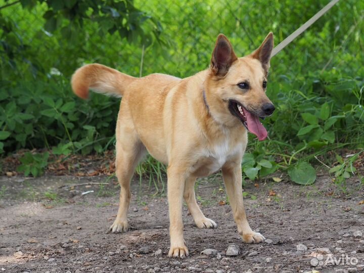 Собака Тоня