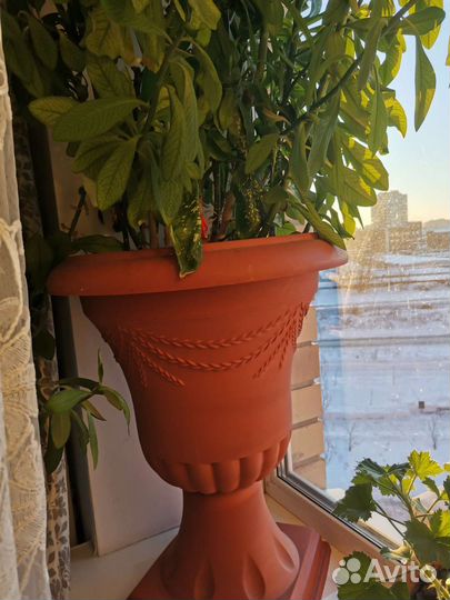 Не цветущий цветок