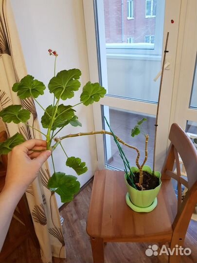 Растения цветы комнатные герань