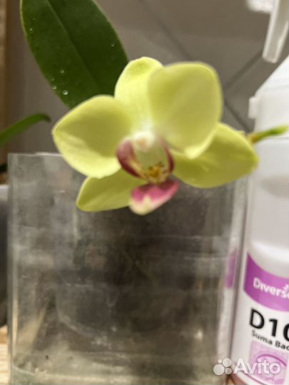 Орхидея фаленопсис