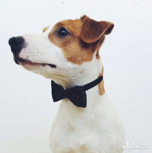 Парсон Рассел терьер