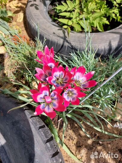 Тюльпаны набором