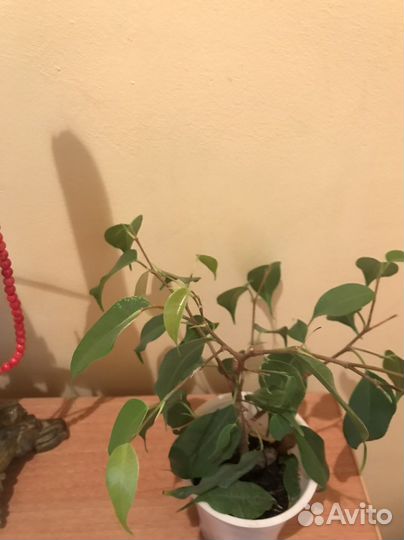Фикус бенджамина