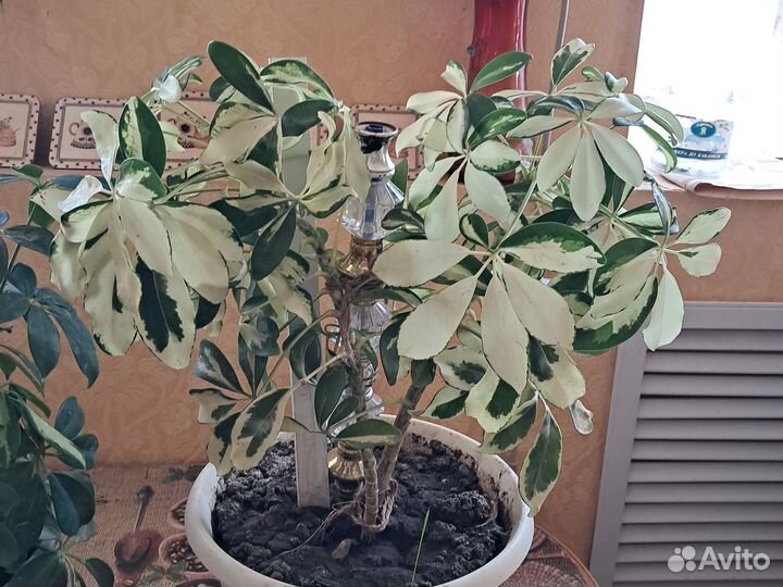 Комнатные цветы