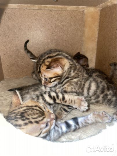 Бенгальские котята