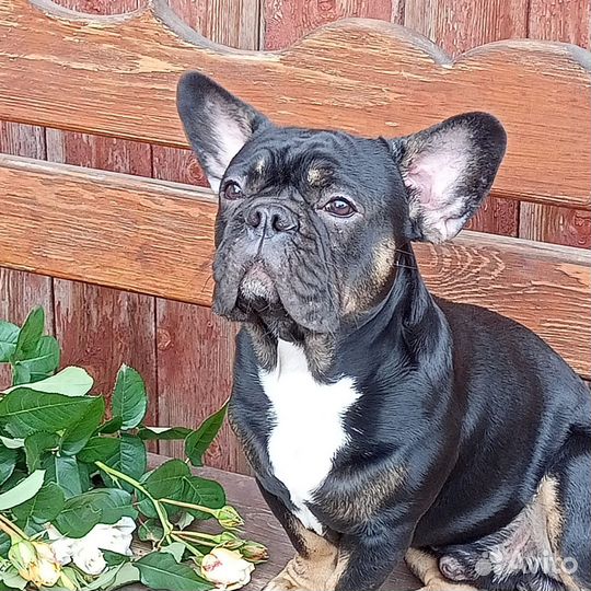 Французский бульдог вязка