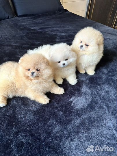 Белые Кремовые Рыжие красивые щенки шпица