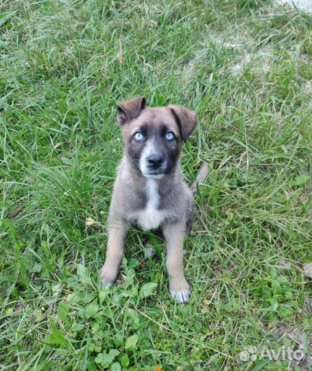 Щенок в добрые руки