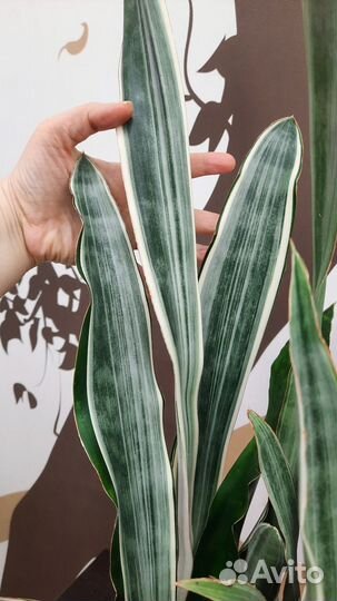 Сансевиерия Манолин